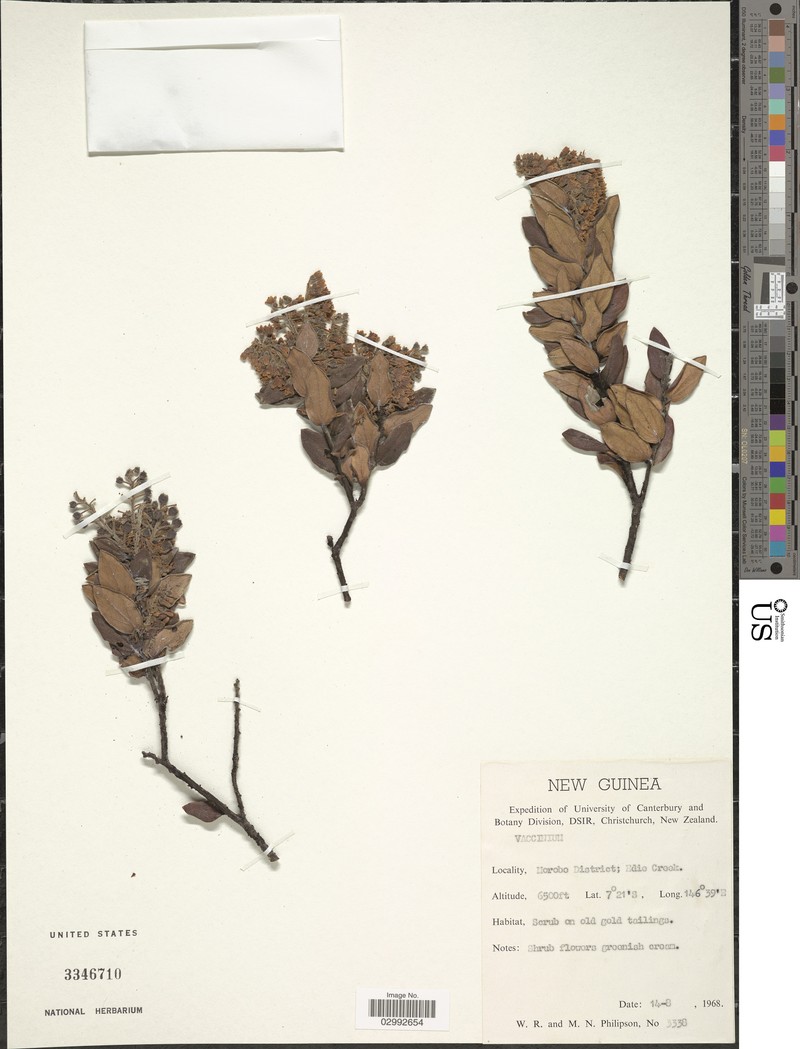 Vaccinium molle var. mollissimum photo 6