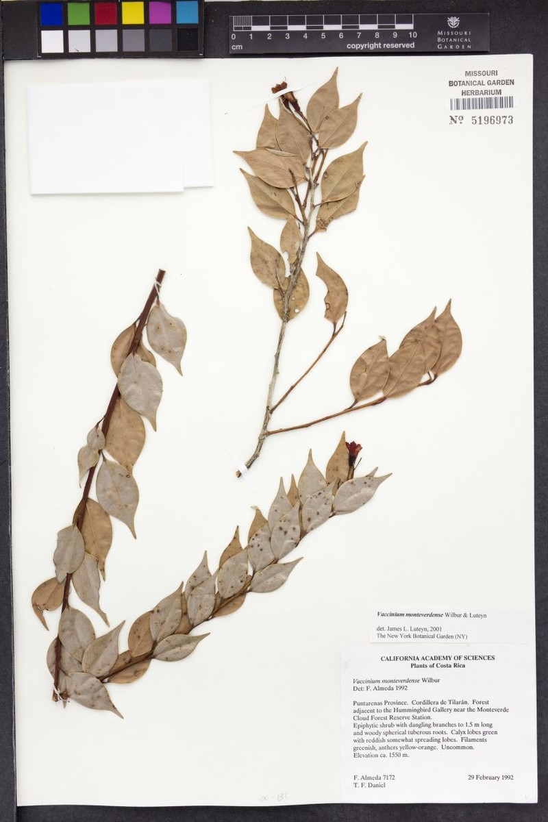 Vaccinium monteverdense photo 2