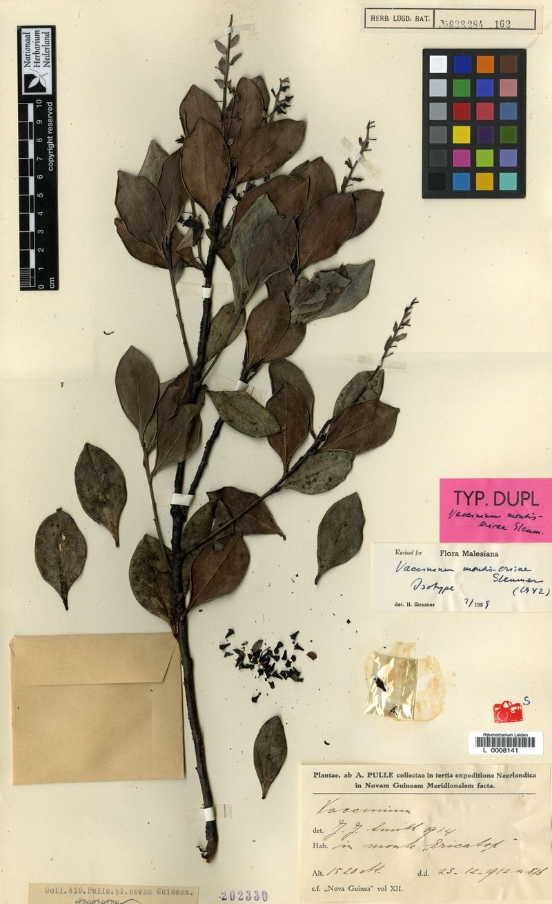 Vaccinium montis-ericae