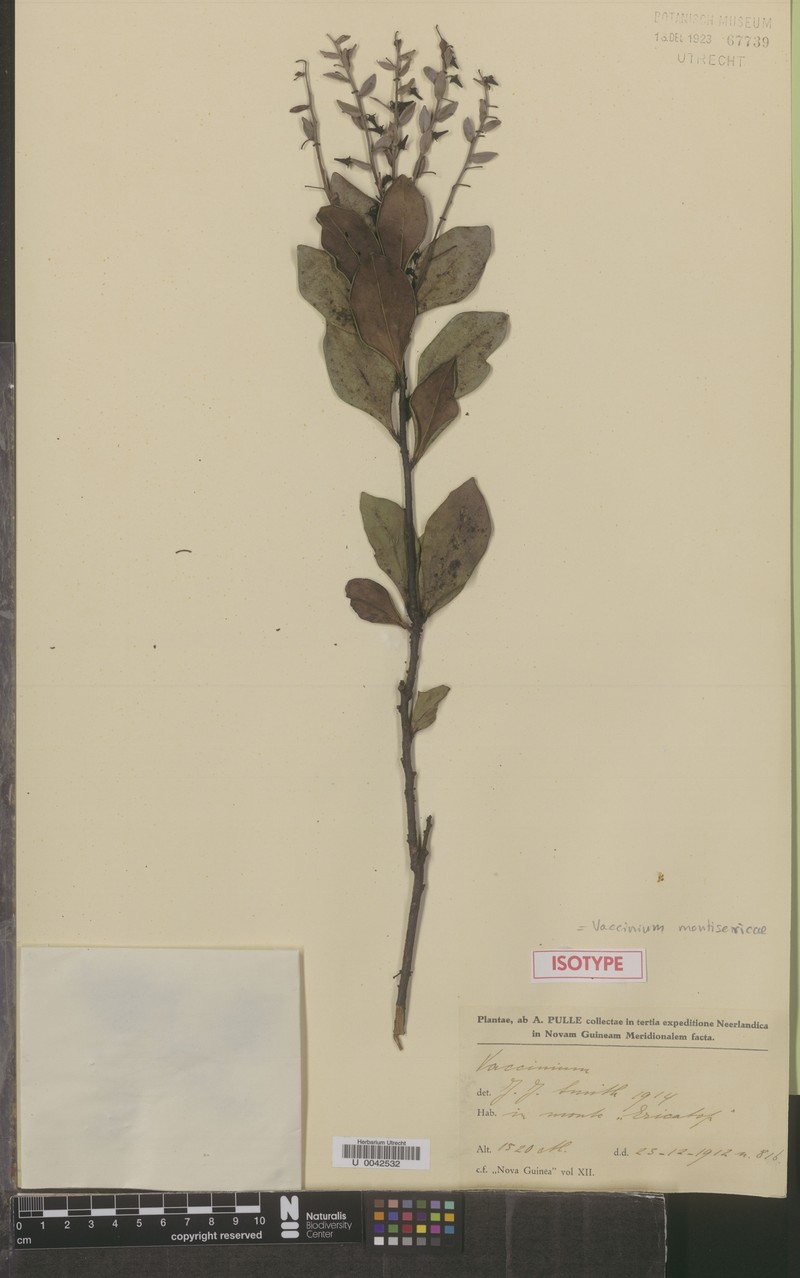 Vaccinium montis-ericae photo 2