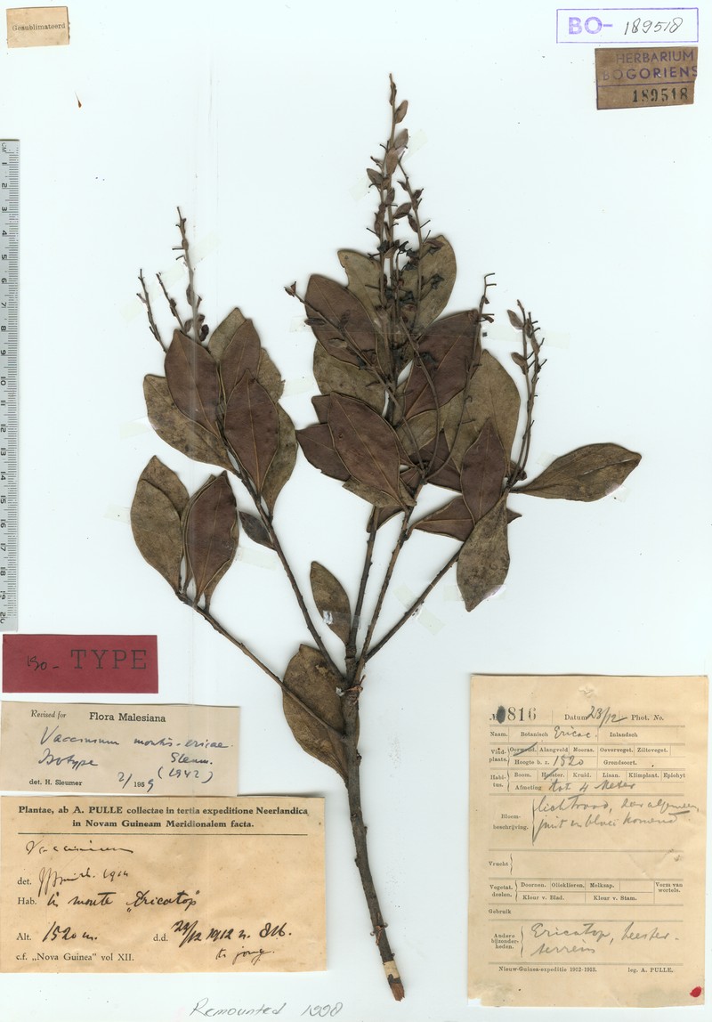 Vaccinium montis-ericae photo 3