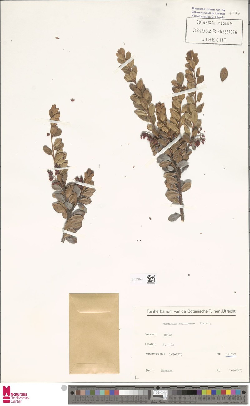 Vaccinium moupinense