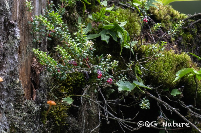Vaccinium moupinense photo 2