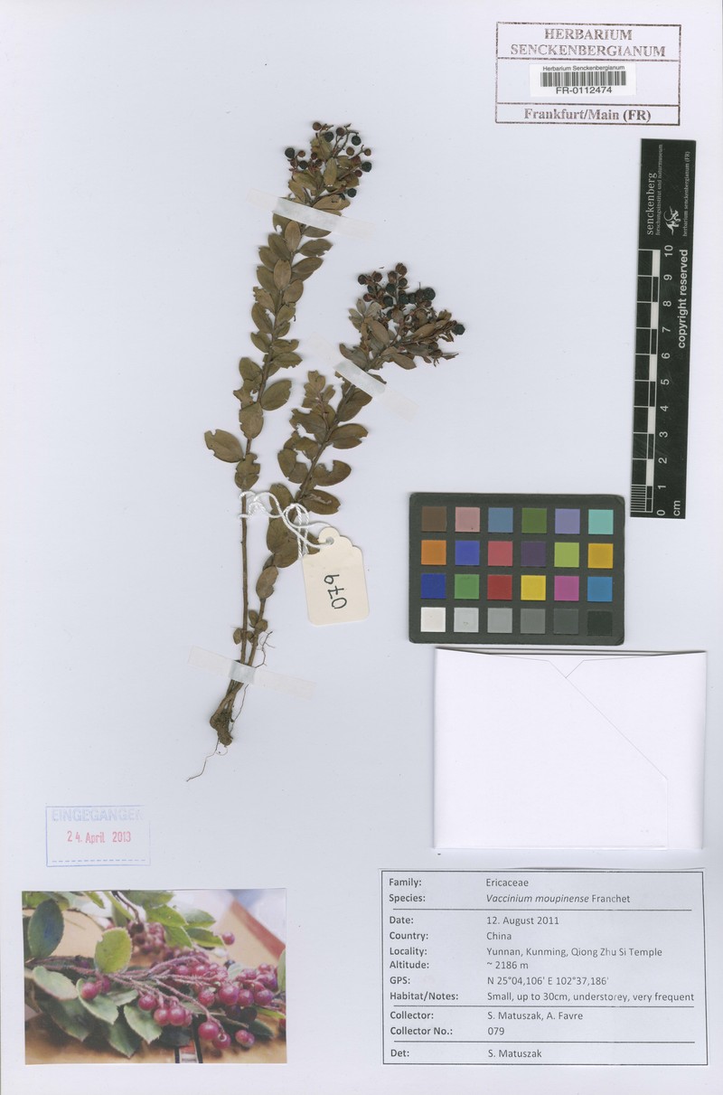 Vaccinium moupinense photo 3