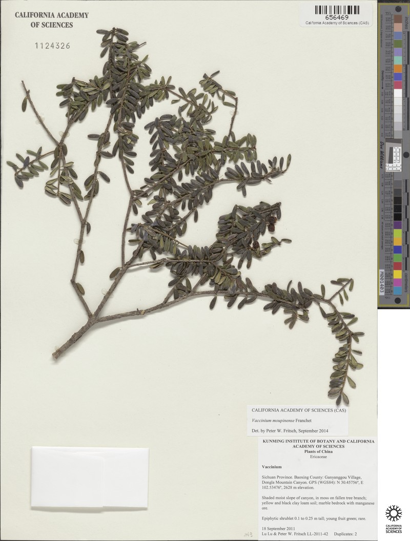 Vaccinium moupinense photo 4