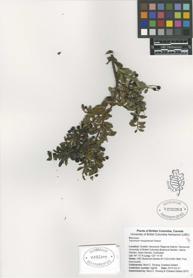Vaccinium moupinense photo 5