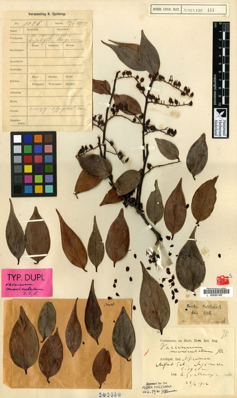 Vaccinium muriculatum