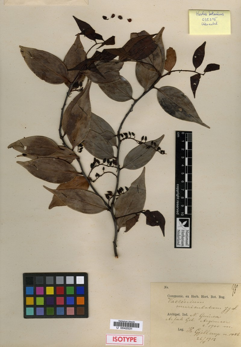 Vaccinium muriculatum photo 3