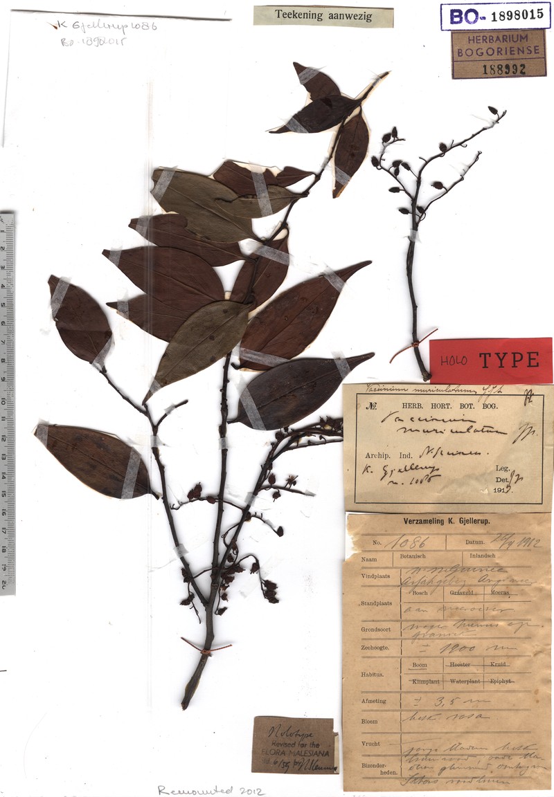 Vaccinium muriculatum photo 4