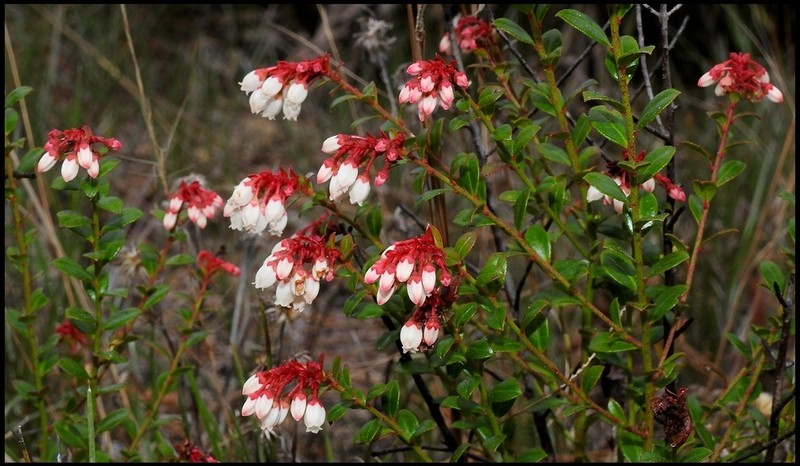Shiny Blueberry photo 6