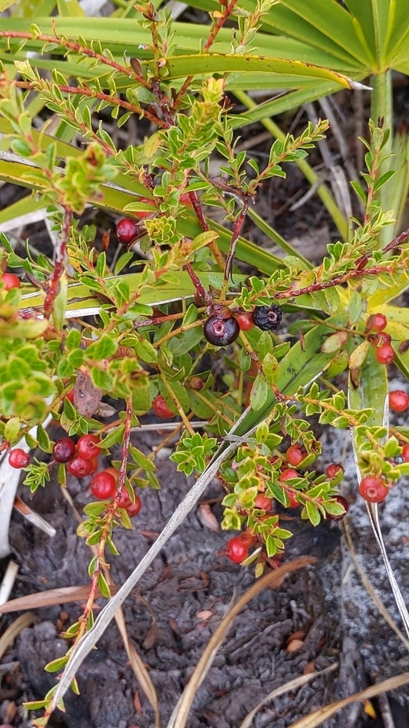 Shiny Blueberry photo 7