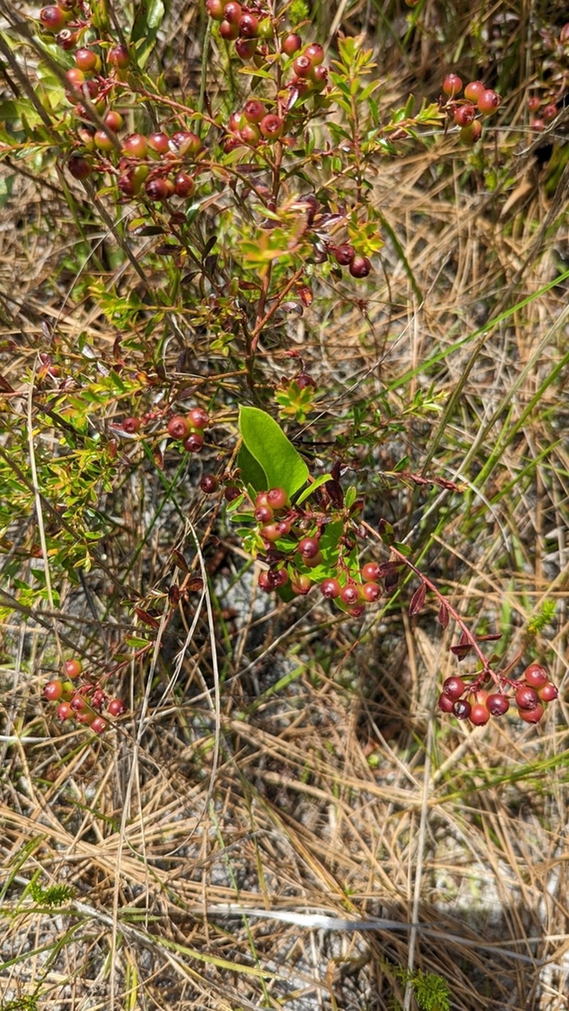 Shiny Blueberry photo 8
