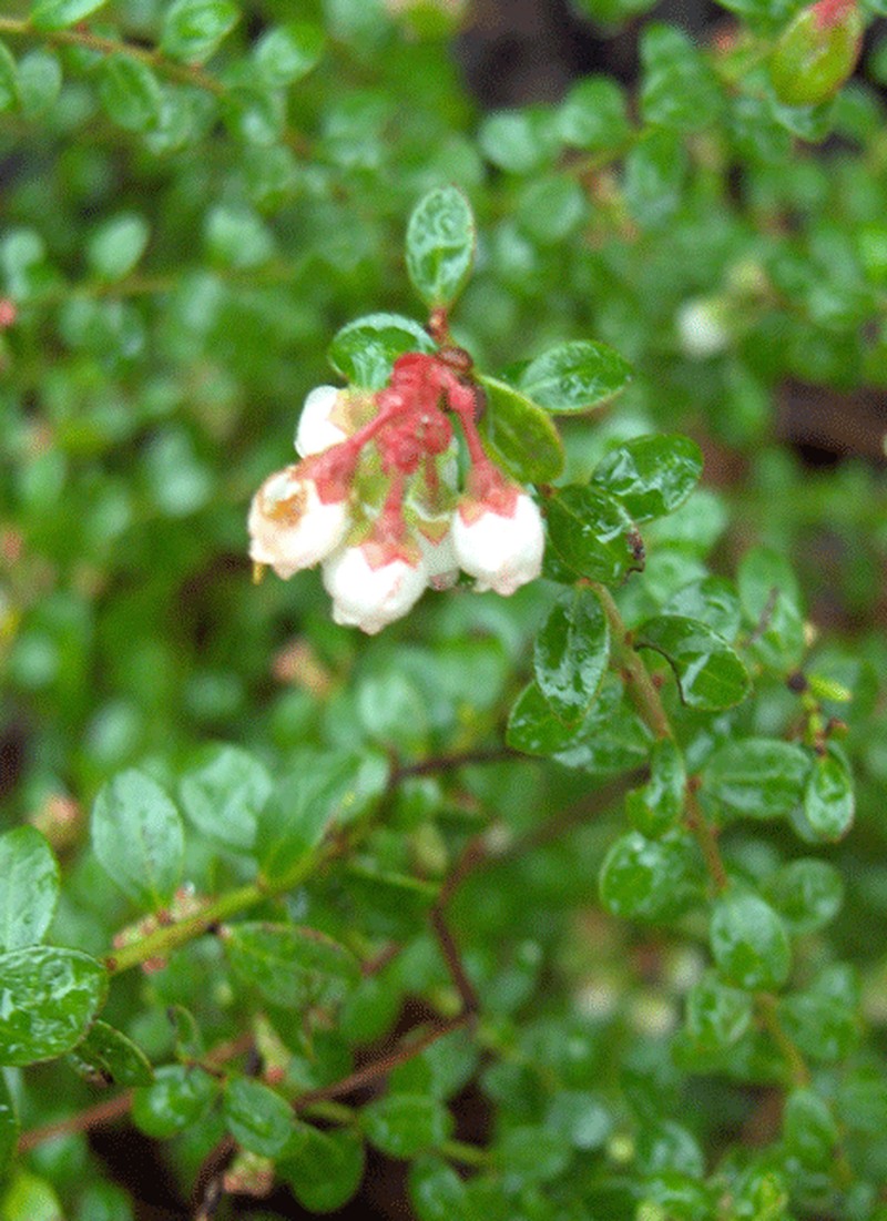 Shiny Blueberry photo 5