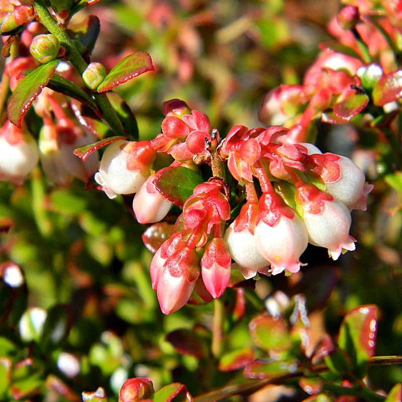 Shiny Blueberry photo 6