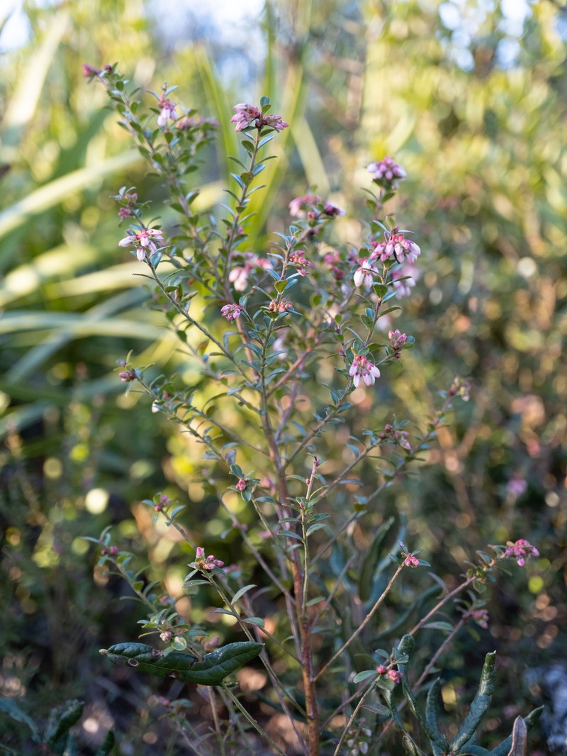 Shiny Blueberry photo 8