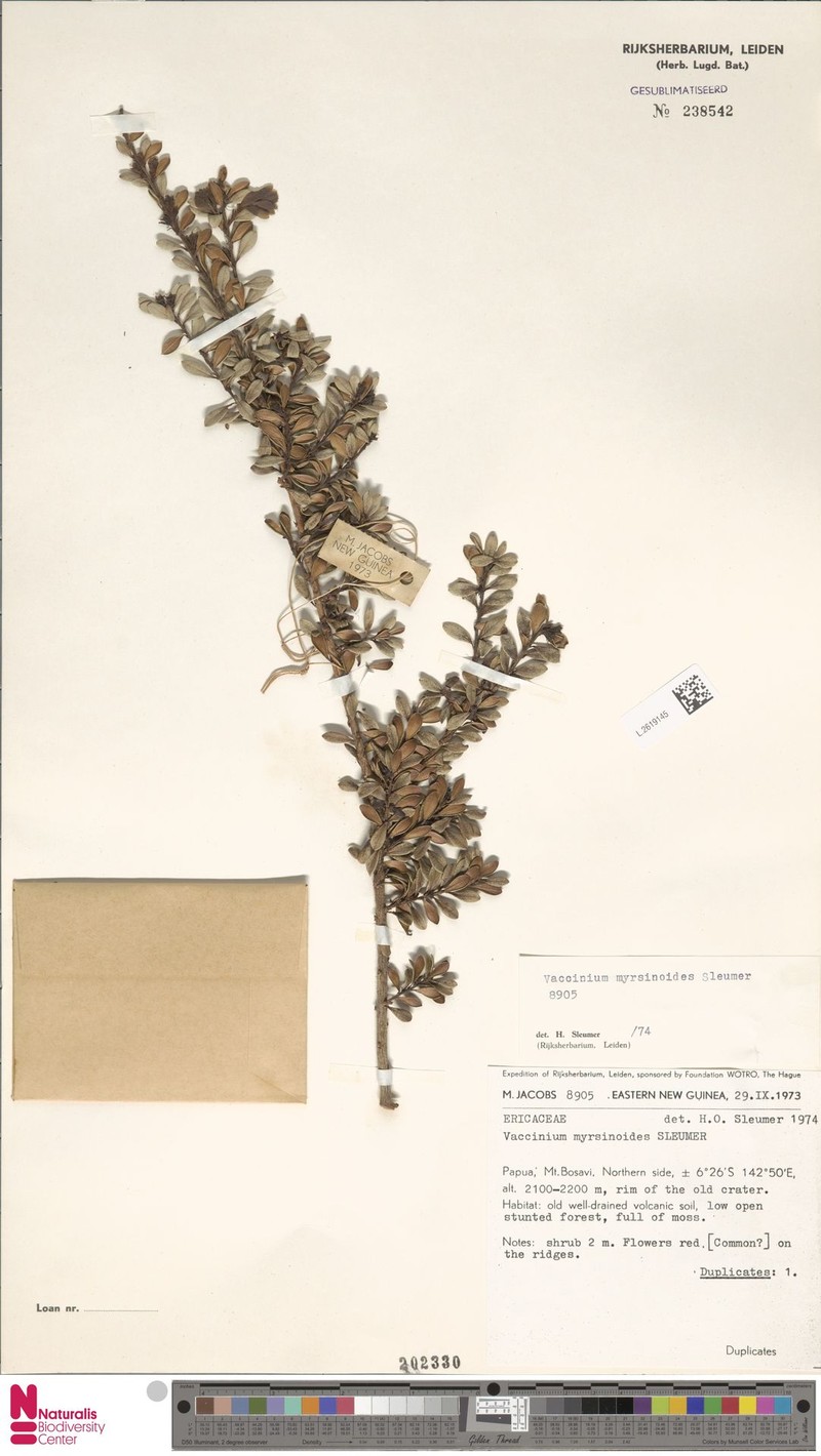 Vaccinium myrsinoides