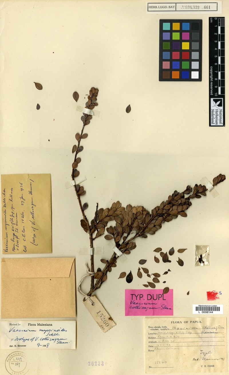 Vaccinium myrsinoides photo 2