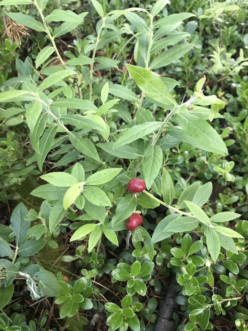 Velvetleaf Huckleberry photo 3