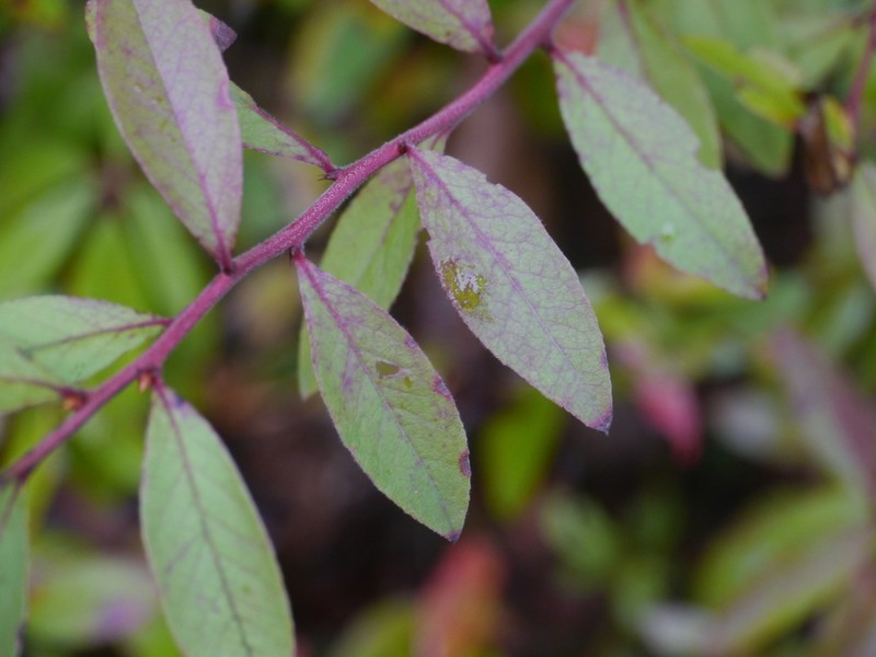 Velvetleaf Huckleberry photo 5