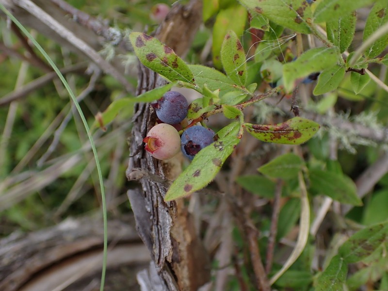 Velvetleaf Huckleberry photo 6