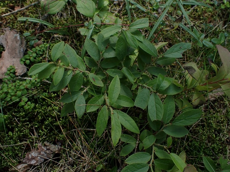 Velvetleaf Huckleberry photo 7