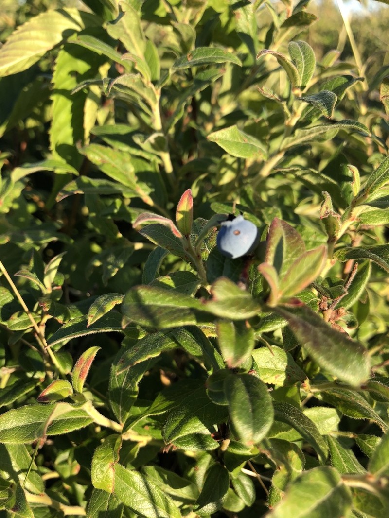 Velvetleaf Huckleberry photo 8