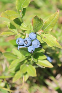 Velvetleaf Huckleberry
