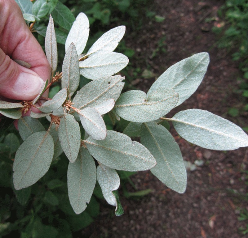 Velvetleaf Huckleberry photo 3