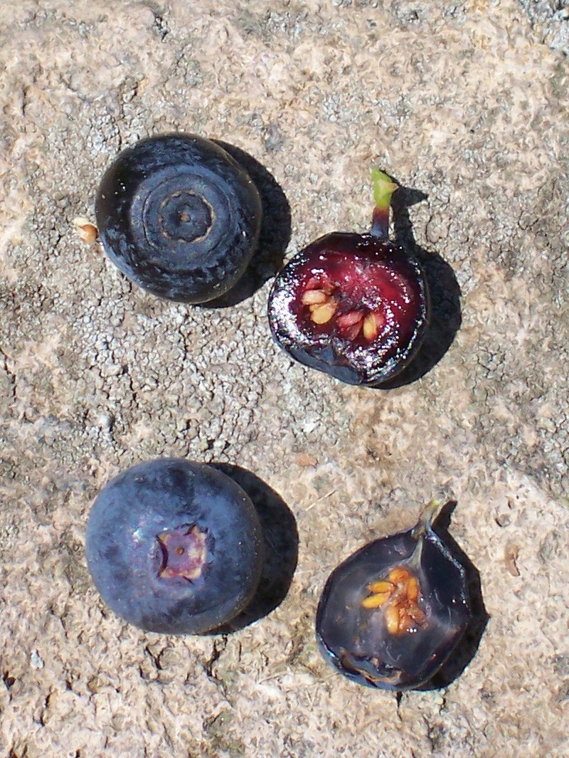 Whortleberry photo 6