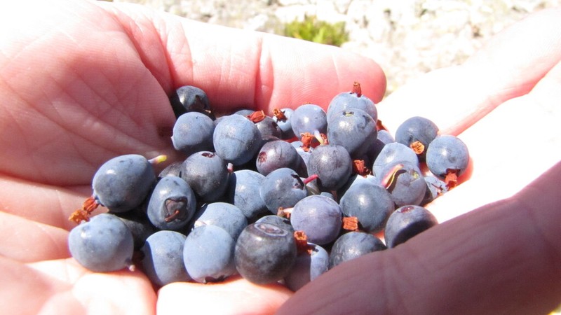 Whortleberry photo 7