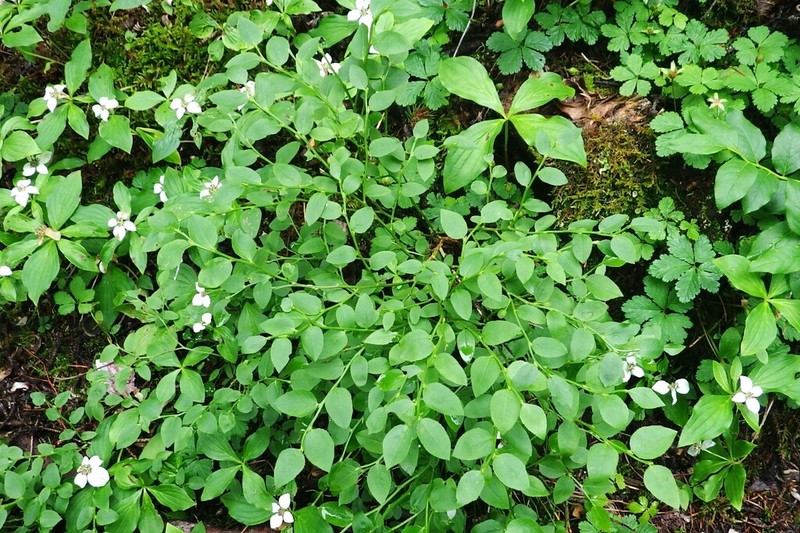 Whortleberry photo 8
