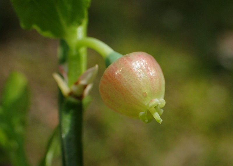 Whortleberry photo 5