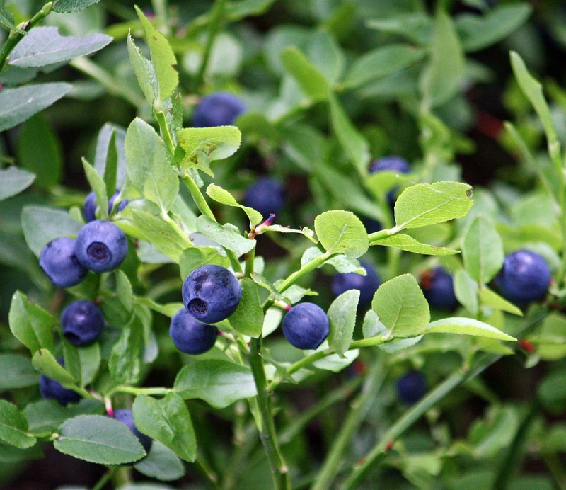 Whortleberry photo 8