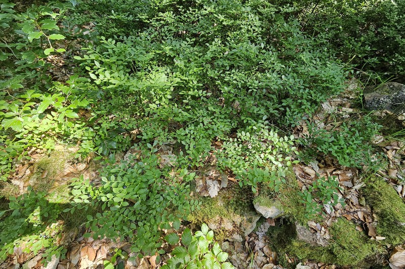 Vaccinium myrtillus subsp. myrtillus