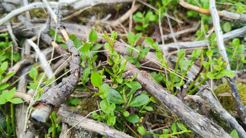 Vaccinium myrtillus subsp. myrtillus photo 2
