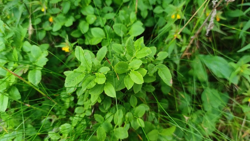 Vaccinium myrtillus subsp. myrtillus photo 4
