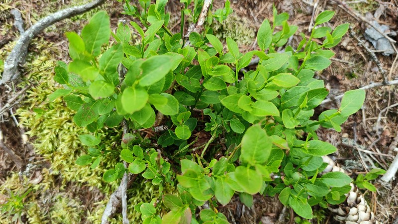 Vaccinium myrtillus subsp. myrtillus photo 5