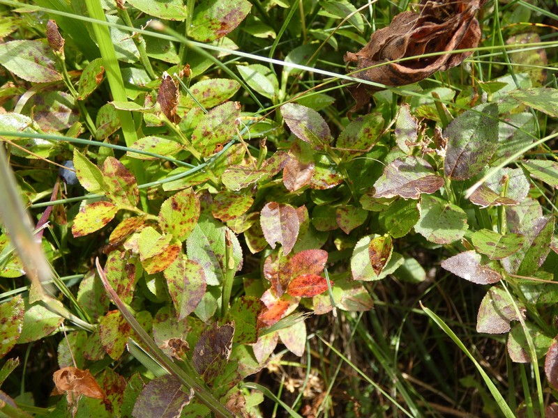 Vaccinium myrtillus subsp. myrtillus photo 6