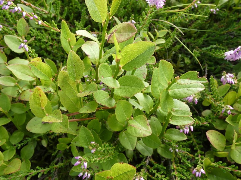 Vaccinium myrtillus subsp. myrtillus photo 7