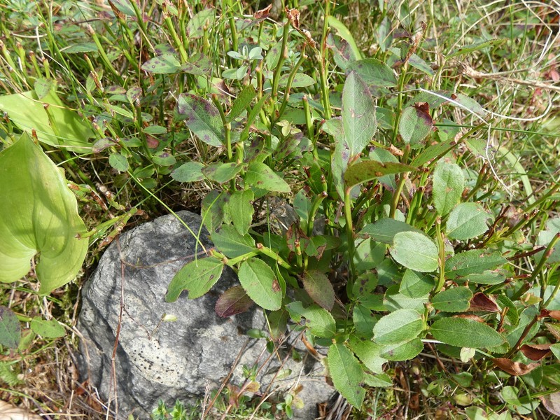 Vaccinium myrtillus subsp. myrtillus photo 8