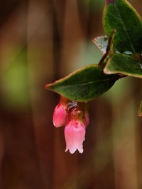 Vaccinium myrtoides