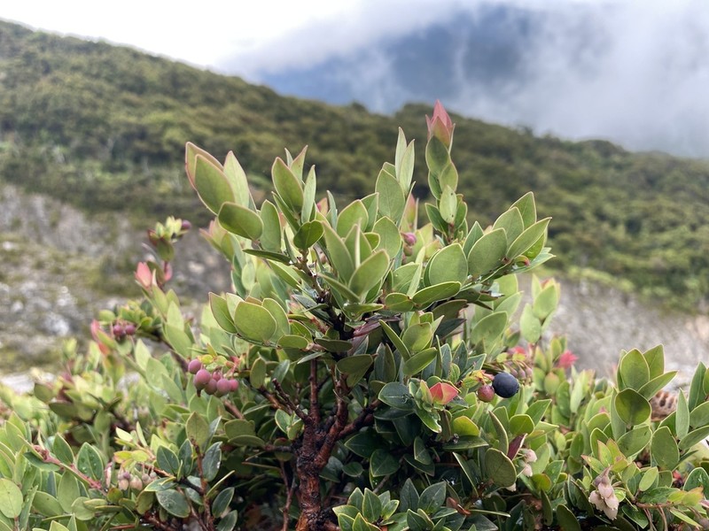 Vaccinium myrtoides photo 2