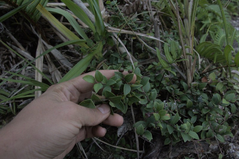 Vaccinium myrtoides photo 3
