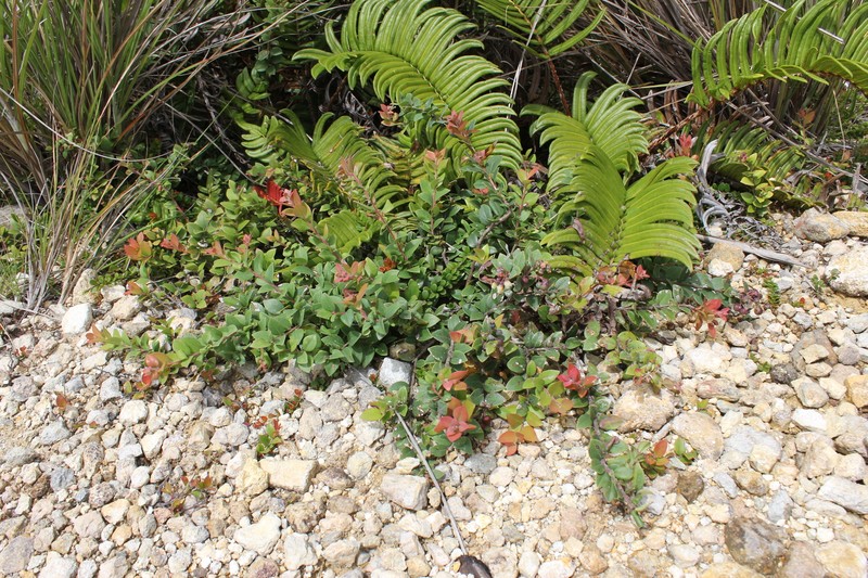 Vaccinium myrtoides photo 4