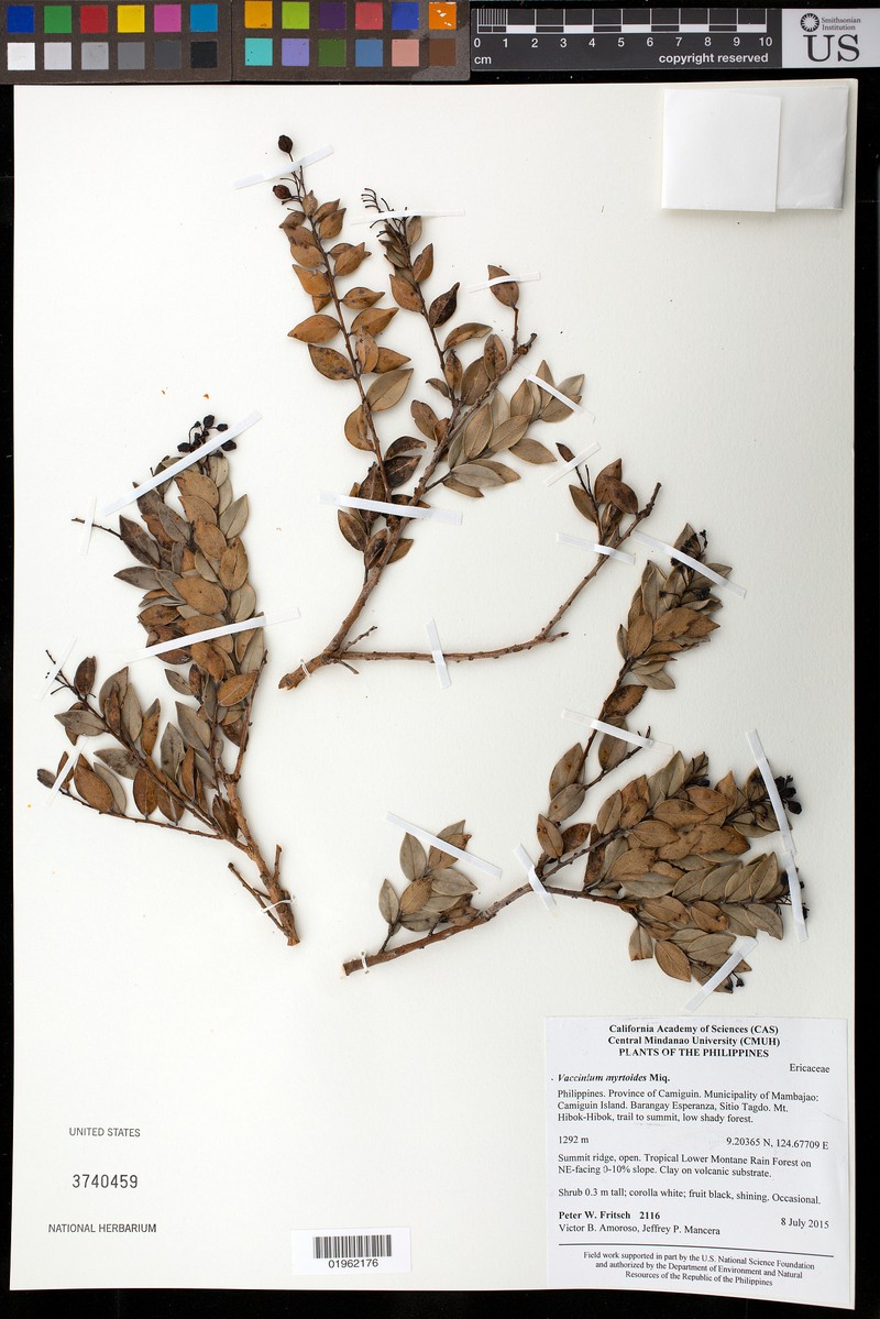 Vaccinium myrtoides photo 5