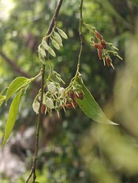 Vaccinium neilgherrense