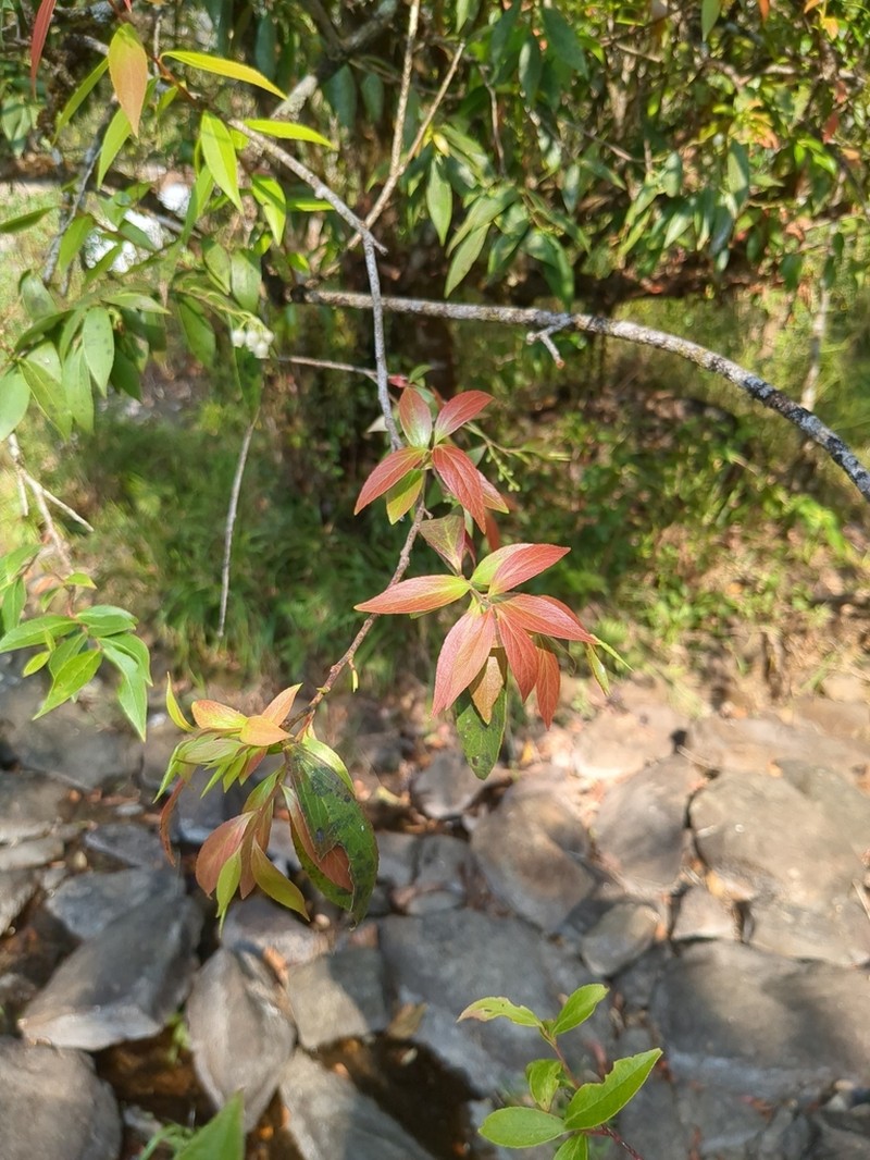 Vaccinium neilgherrense photo 4