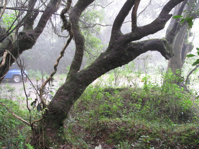 Vaccinium neilgherrense photo 5