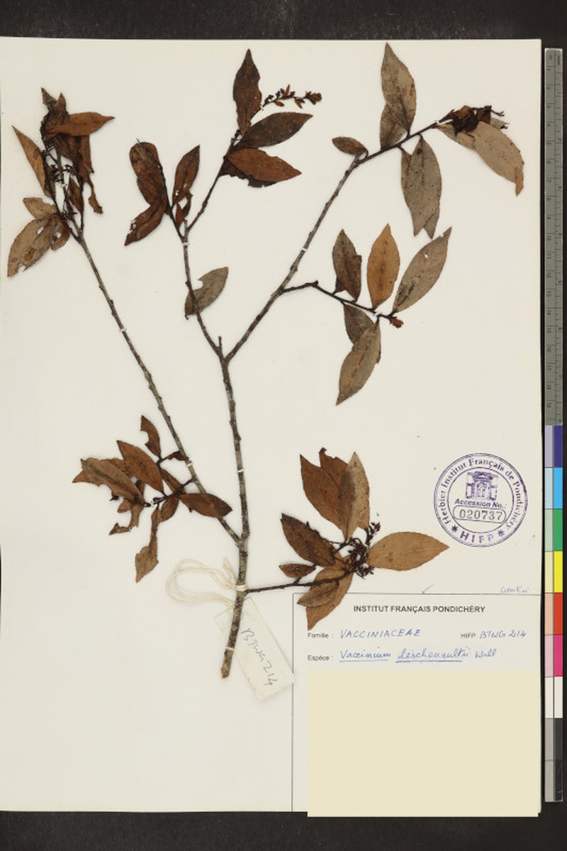 Vaccinium neilgherrense photo 6