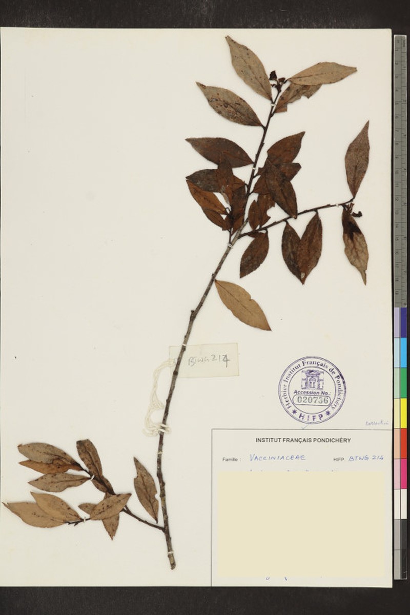 Vaccinium neilgherrense photo 7